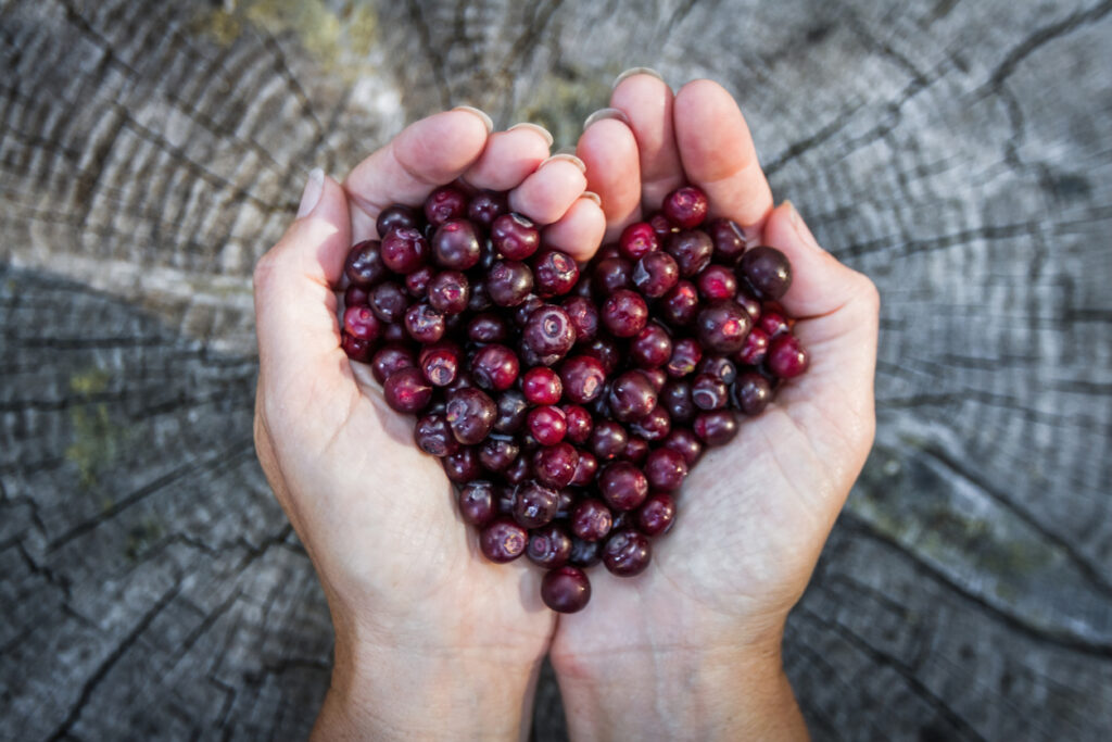 close up of a woman'ss hands holding a bunch of fresh ripe huckleberries in the shap