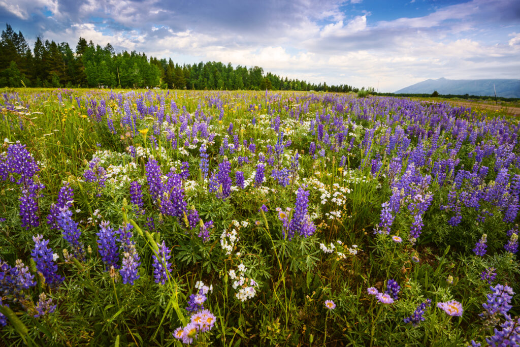 Beautiful lupine bloom during spring in Idaho, USA