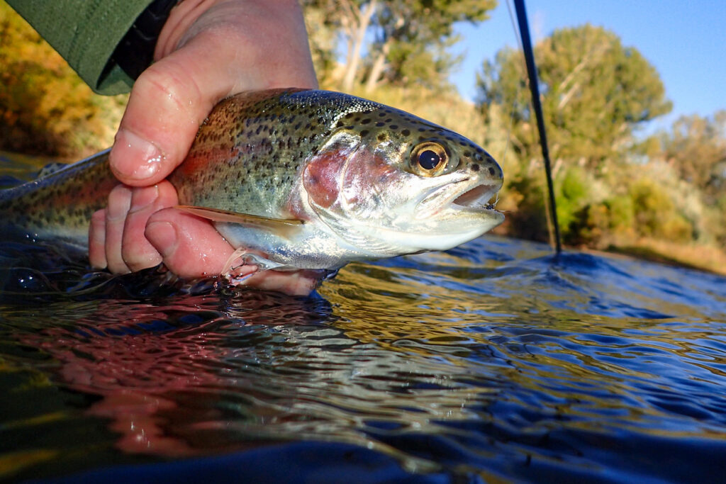 Fly fishing for trout in Boise, Idaho