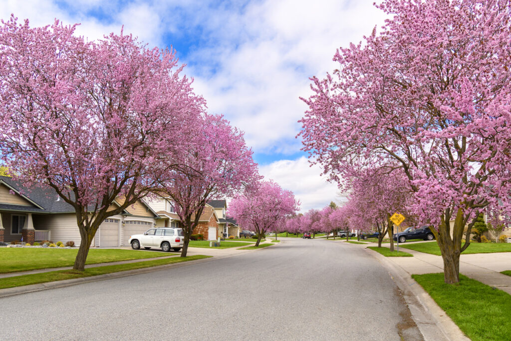 A treelined neighborhood subdivision with blooming pink trees in a suburban community in Idaho.