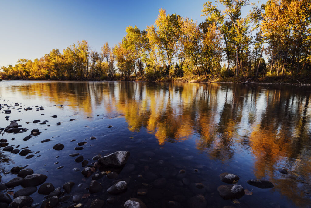 Beautiful autumn scene along Boise River, Boise, Idaho, USA on a fine autumn evening. I am always amazed by the intense golden yellow color of those cottonwood trees along Boise River and I created this image on a late evening light as these trees created some nice reflection in the shallow river water. Yellow foliage and blue sky created symphony of complementary colors.