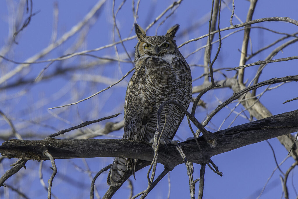 Great Horned Owl - they don't have real solid horns. What looks like horns is feathers.