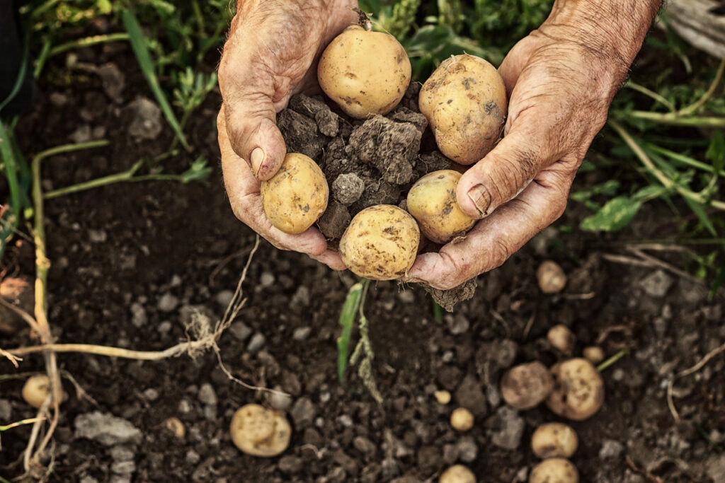 Fresh potatoes  