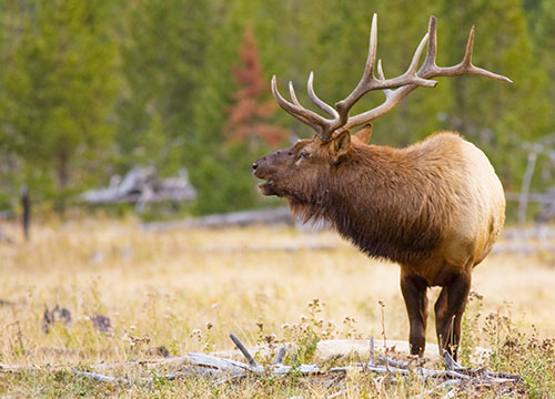 Bugling Bull (male) Elk Yellowstone National Park Wyoming seen along the Madison River ** Note: Shallow depth of field