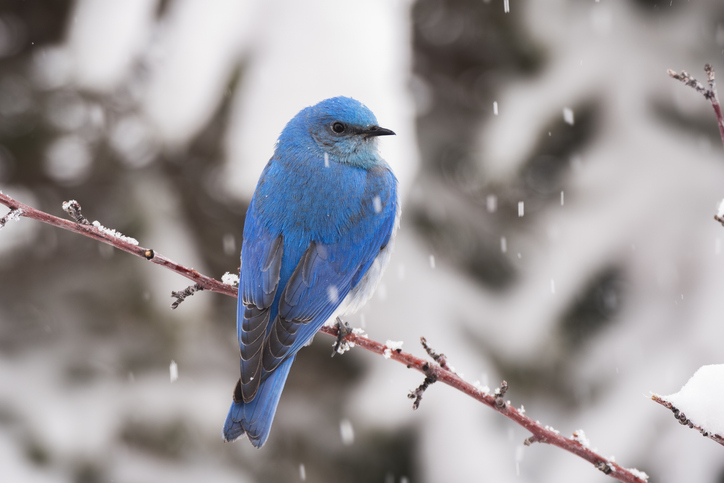 A male mountain bluebird perching on a tree branch during a spring snow storm in the Rocky Mountains of Colorado.