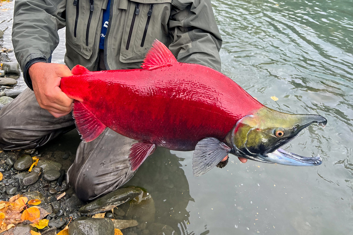 Sockeye salmon