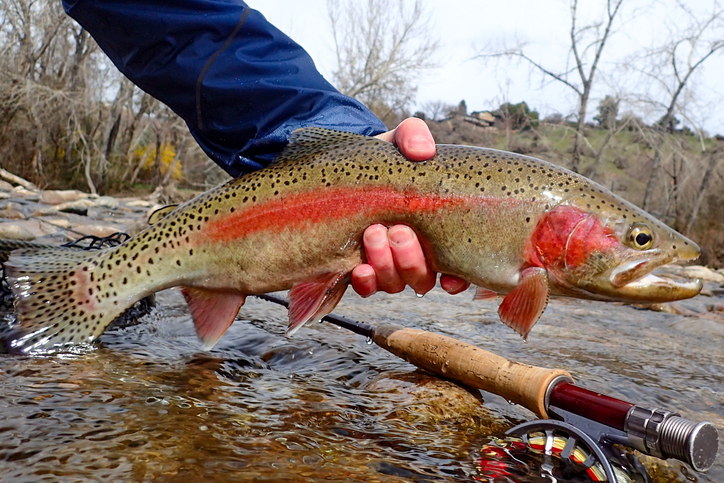 Fly fishing for wild trout in Idaho’s capital city of Boise