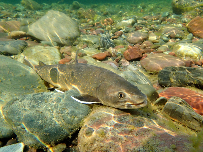 A Bull Trout 