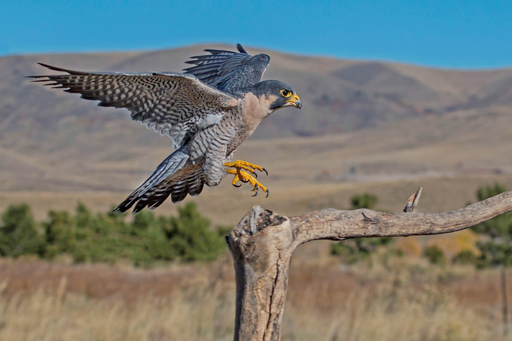 Peregrine Falcon in flight landing on branch with wings extended